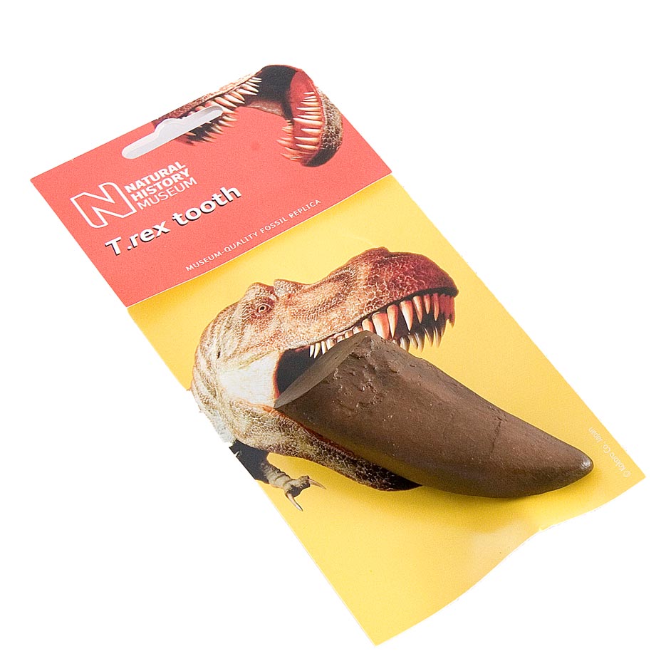 Replica Fossil Tyrannosaurus rex Tooth