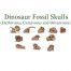Fossil skulls of dinosaurs.