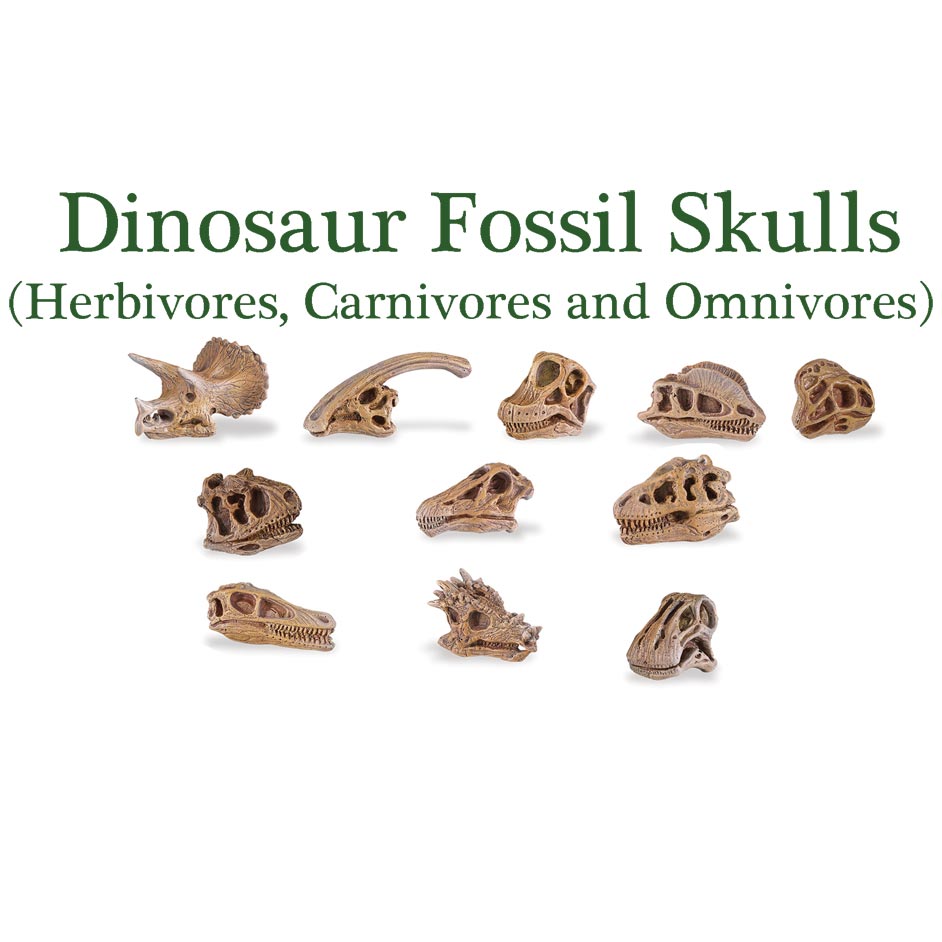 Fossil skulls of dinosaurs.