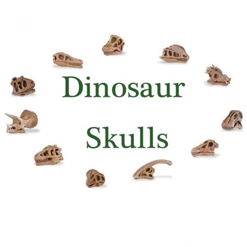 Dinosaur skulls.