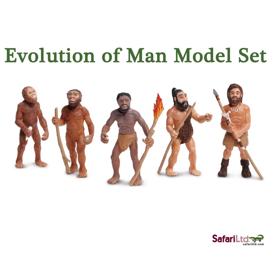 Evolution of man model set (5 pieces).