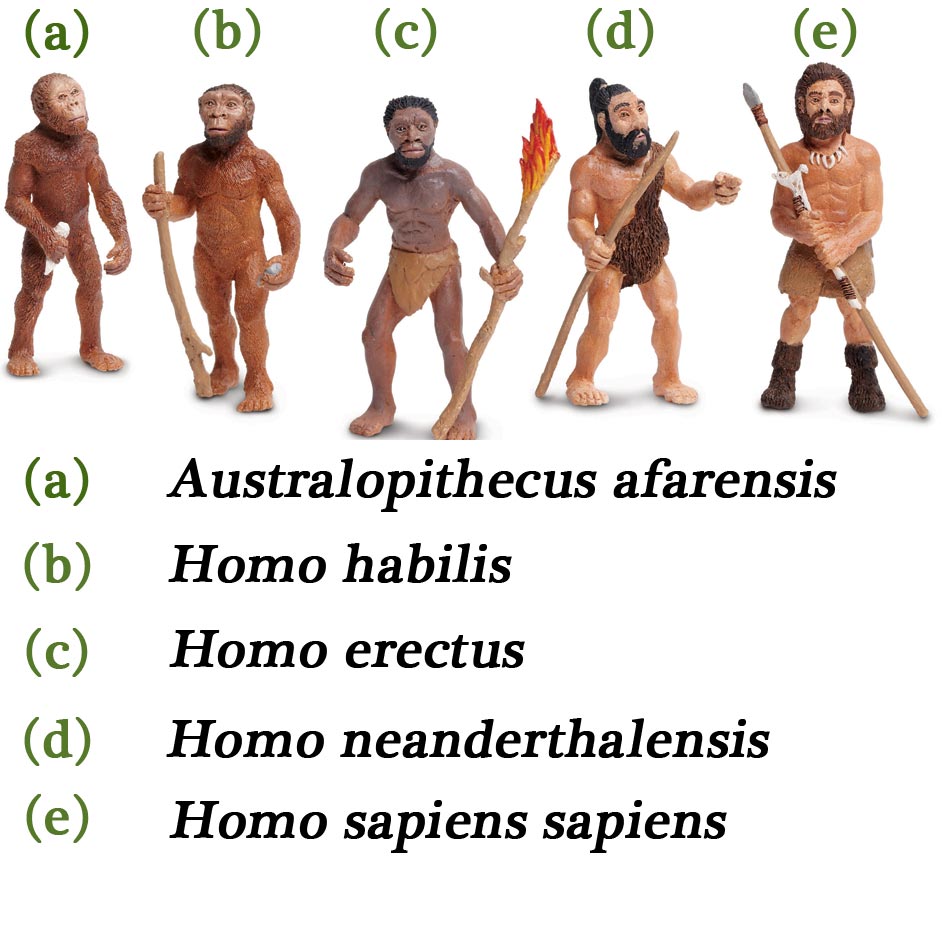 Model Figure Homo Erectus