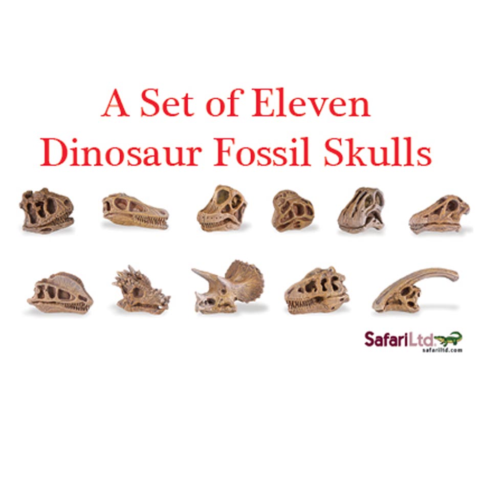 Dinosaur Fossil Skulls (Set of 11)