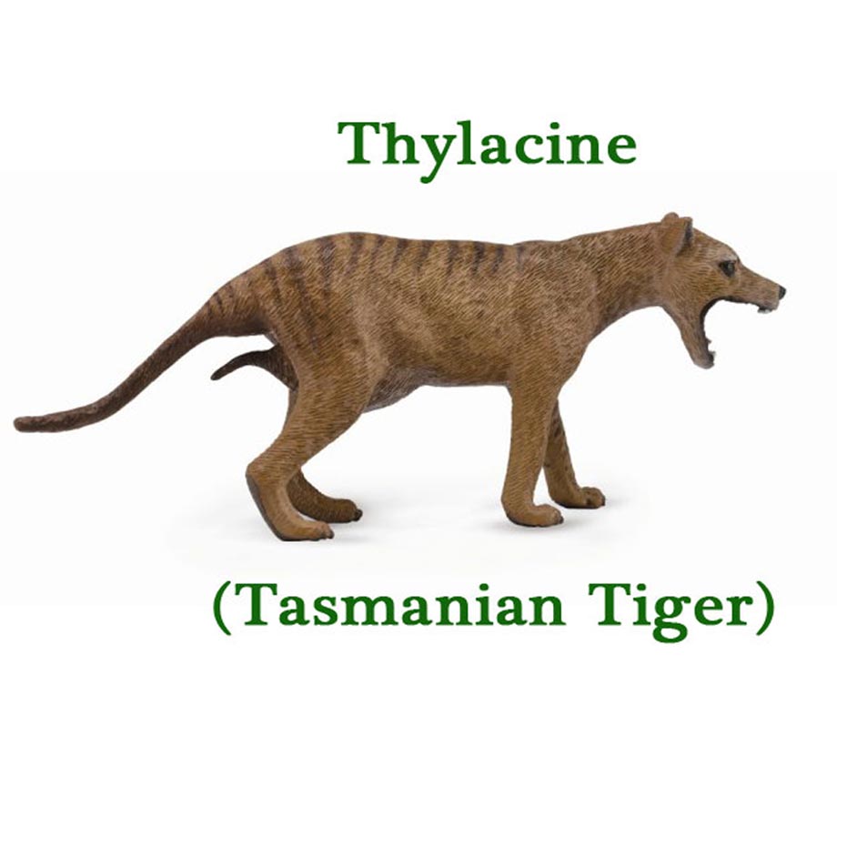 CollectA Thylacine