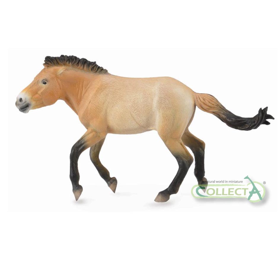 CollectA Przewalski's Horse