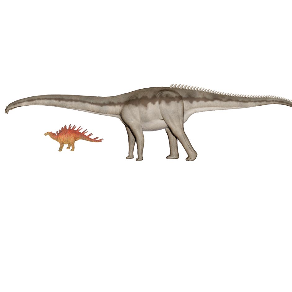 Diplodocus and Kentrosaurus Box Set - Natural History Museum