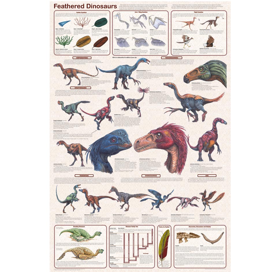 Feathered Dinosaurs Poster (Dinosaur Poster)