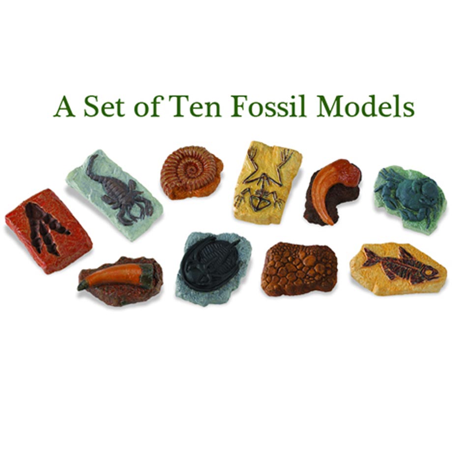 Ancient Fossils (Set of Ten)