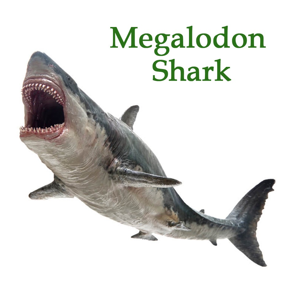 megalodon stuffed animal
