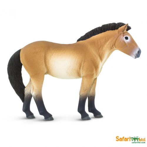 Safari Winner's Circle Horses Przewalski's horse.