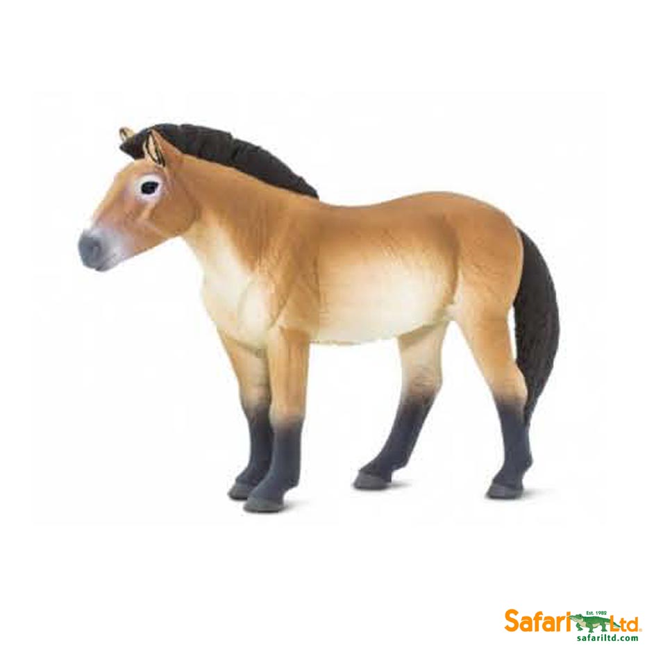 Safari Winner's Circle Horses Przewalski's horse.