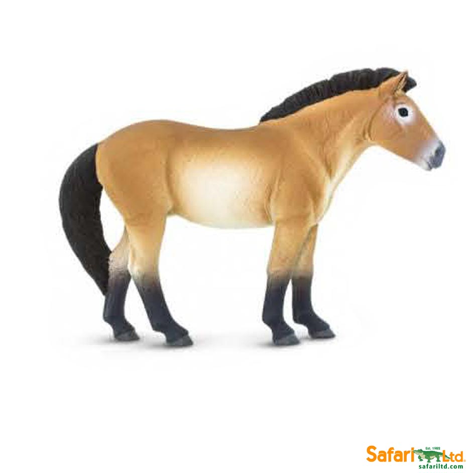Safari Ltd Przewalski's horse model.