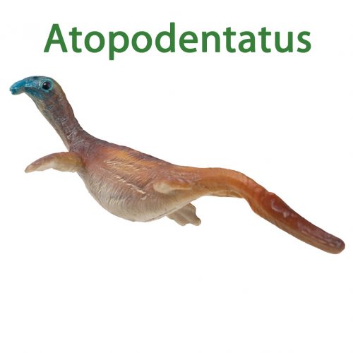 PNSO Atopodentatus model (Finch).