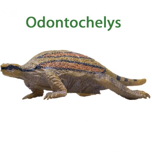PNSO Odontochelys model (Shelfy).