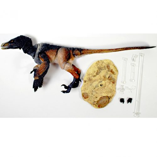 Velociraptor mongoliensis (black).
