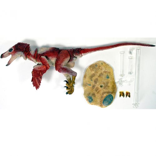 Velociraptor osmolskae (red).