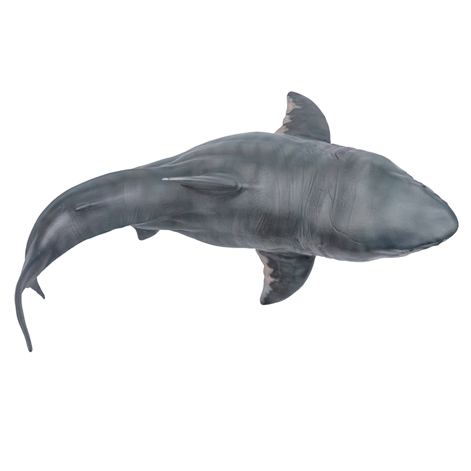 pnso megalodon 2019