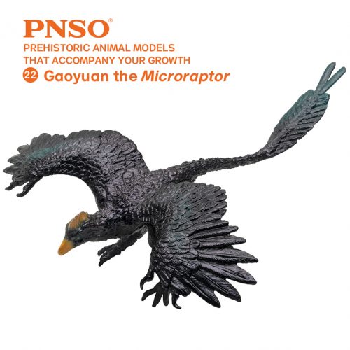 PNSO Gaoyuan the Microraptor model.