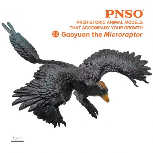 PNSO Gaoyuan the Microraptor model.