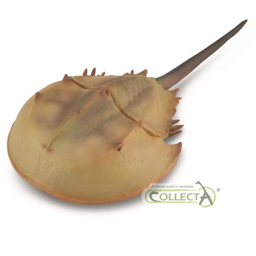 CollectA Horseshoe Crab model