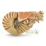 CollectA Nautilus pompilius model