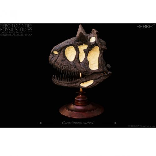 Rebor Oddities Fossil Studies Carnotaurus sastrei Museum Class Skull Replica