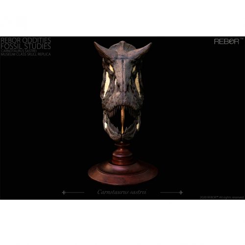 Rebor Oddities Fossil Studies Carnotaurus sastrei Museum Class Skull Replica