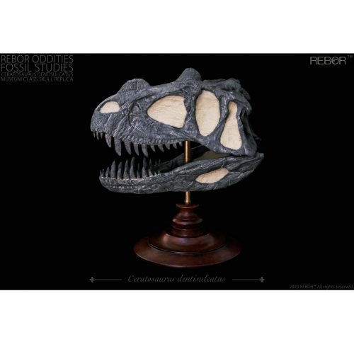 Rebor Oddities Fossil Studies Ceratosaurus dentisulcatus Museum Class Skull Replica