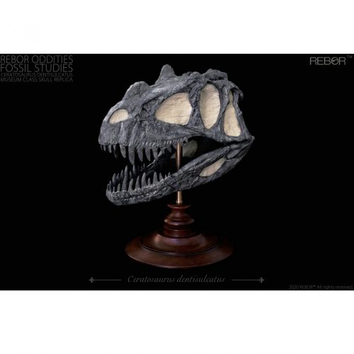Rebor Oddities Fossil Studies Ceratosaurus dentisulcatus Museum Class Skull Replica