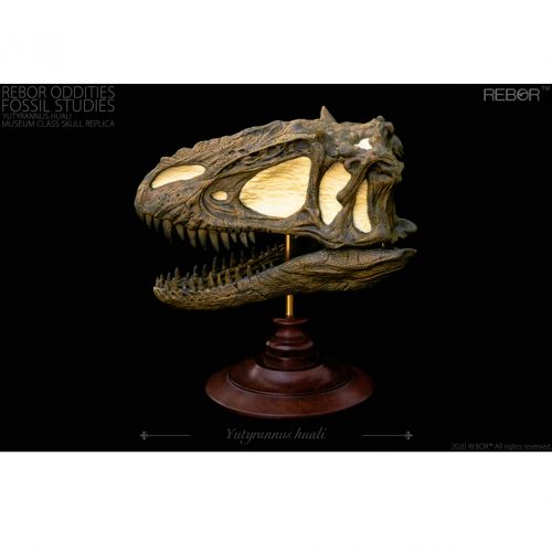 Rebor Oddities Fossil Studies Yutyrannus huali Museum Class Skull Replica