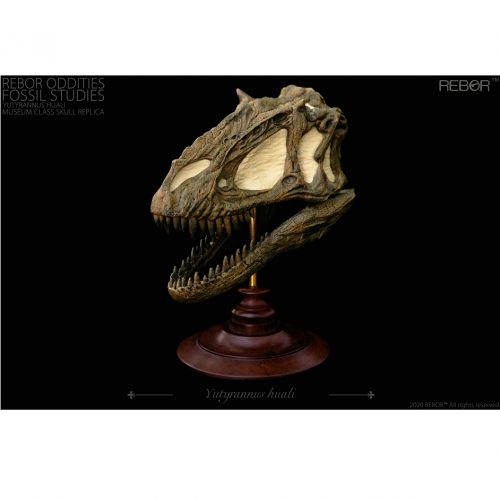 Rebor Oddities Fossil Studies Yutyrannus huali Museum Class Skull Replica