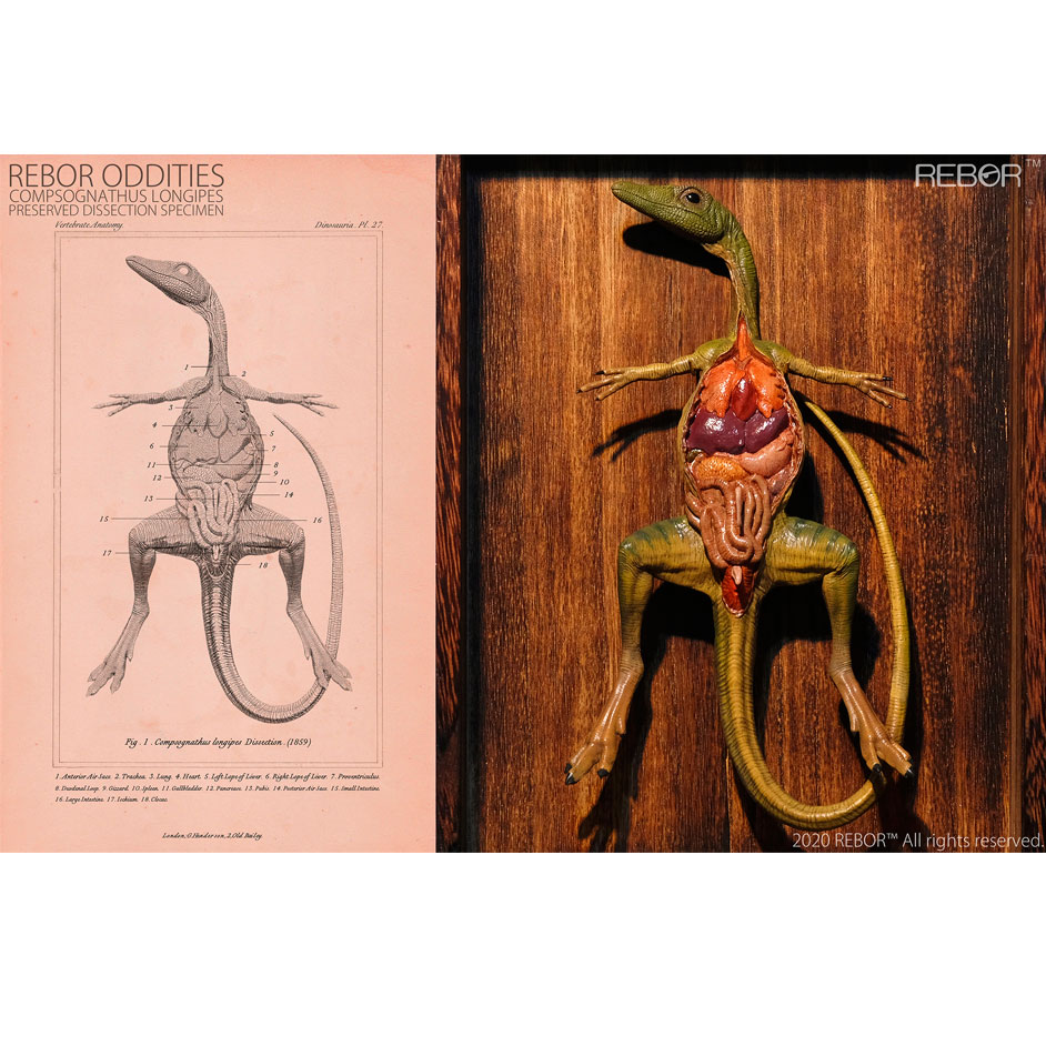 Rebor Oddities Compsognathus longipes Preserved Dissection Specimen