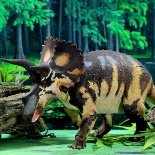 Triceratops horridus sub-adult