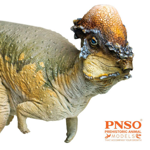 PNSO Austin the Pachycephalosaurus (anterior view)