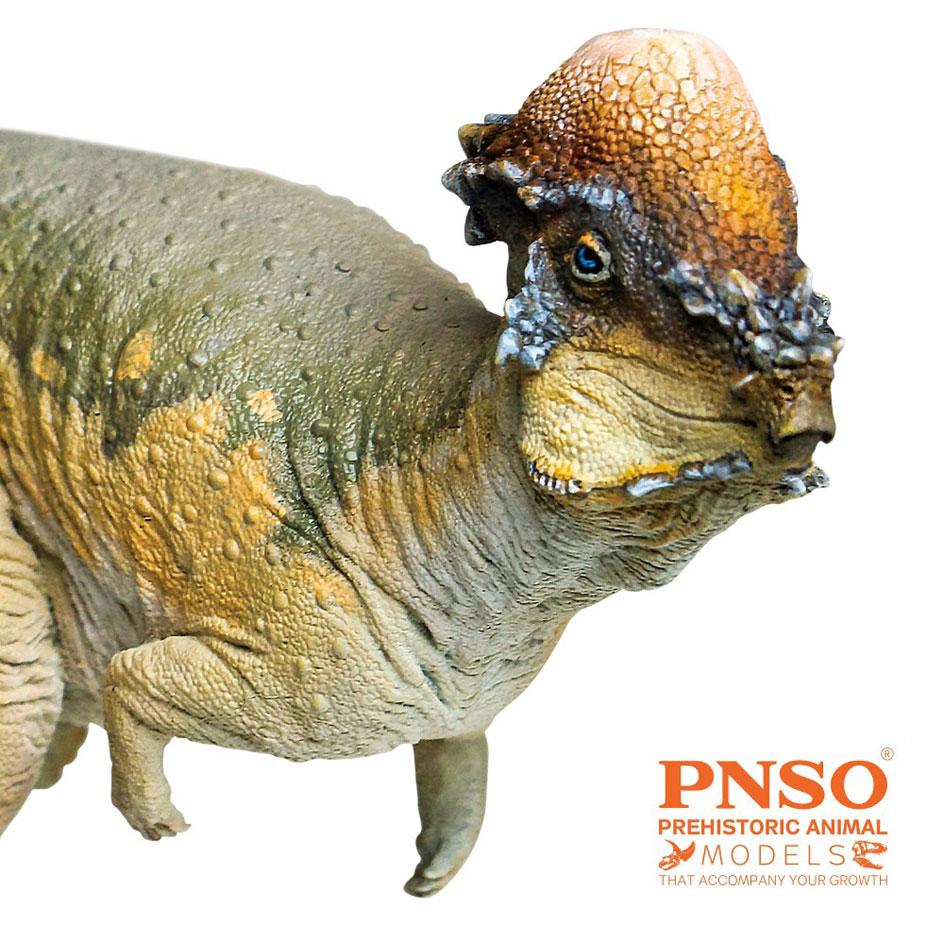 Pnso Austin The Pachycephalosaurus Dinosaur Model Everything Dinosaur Pnso Austin The Pachycephalosaurus Dinosaur Model Everything Dinosaur