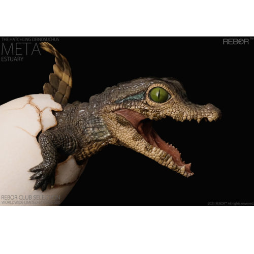 Meta the hatchling Deinosuchus "estuary" variant in right lateral view