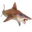 PNSO Haylee the Helicoprion model