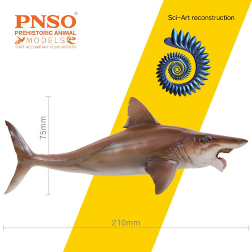 PNSO prehistoric fish Helicoprion measurements