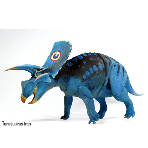 Torosaurus latus dinosaur model.