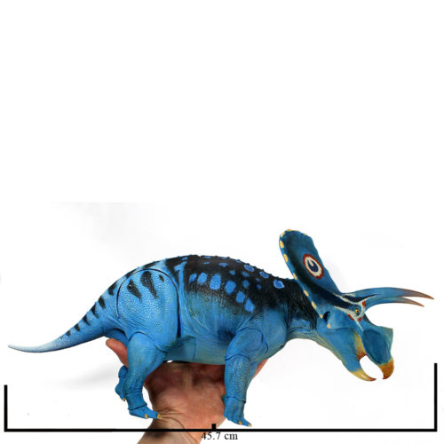 Model measurements (Torosaurus latus)