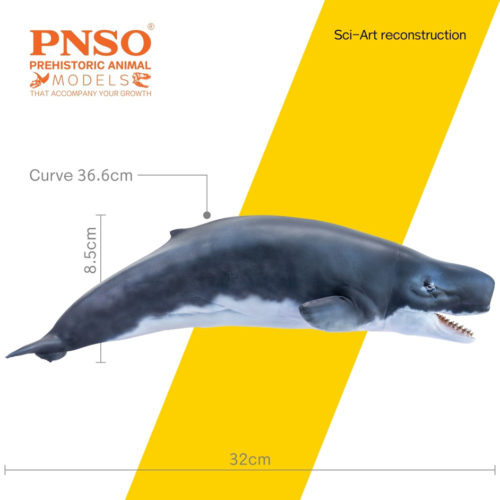 PNSO Requena the Livyatan model measurements