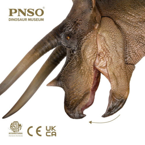 PNSO Doyle the Triceratops with skull