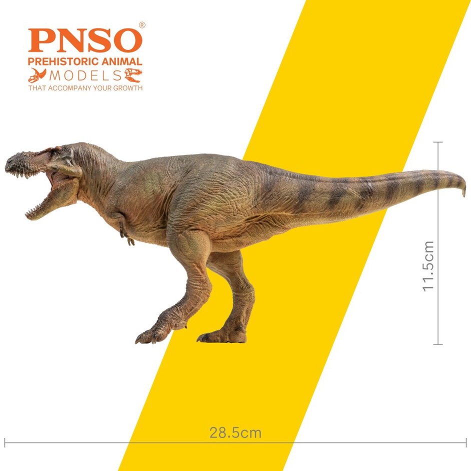 Zhuchengtyrannus model measurements