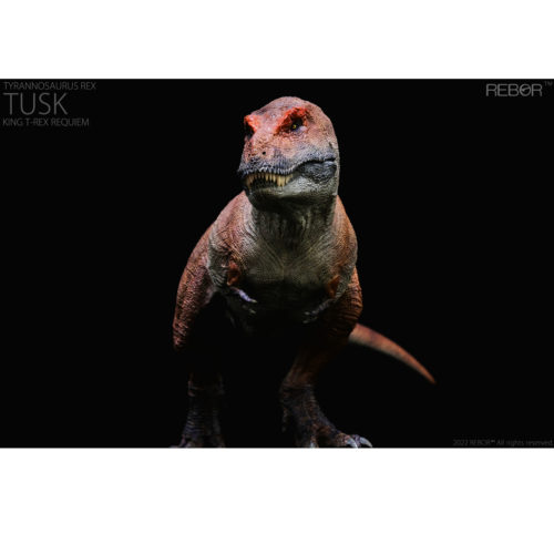 The Rebor T. rex dinosaur model (anterior view).