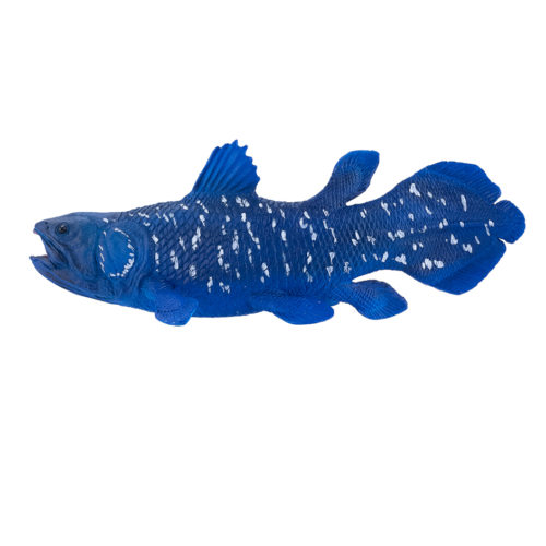 Mojo Fun Coelacanth