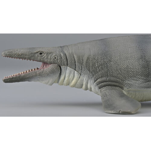 Mosasaurus model with articulated lower jaw.