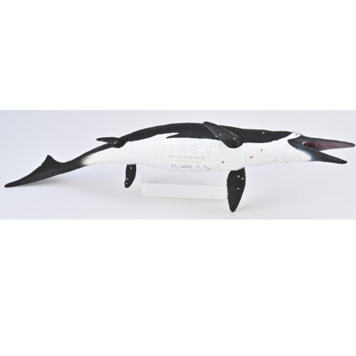 Marine reptile Shastasaurus (ventral).