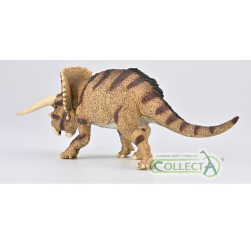 Triceratops figure.