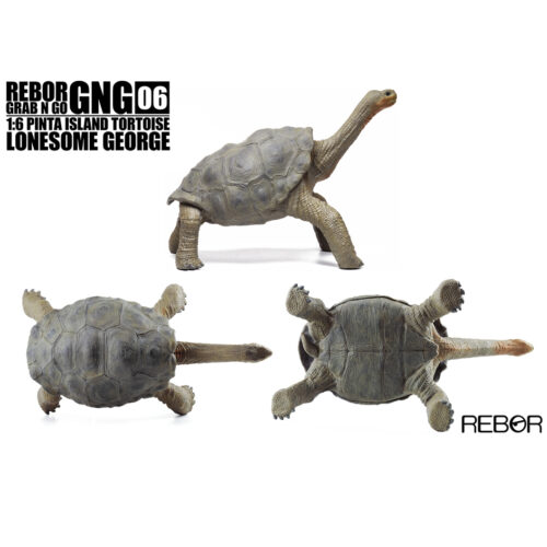 Rebor GNG06 1:6 Pinta Island Tortoise