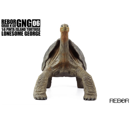 Rebor GNG06 1:6 Pinta Island Tortoise